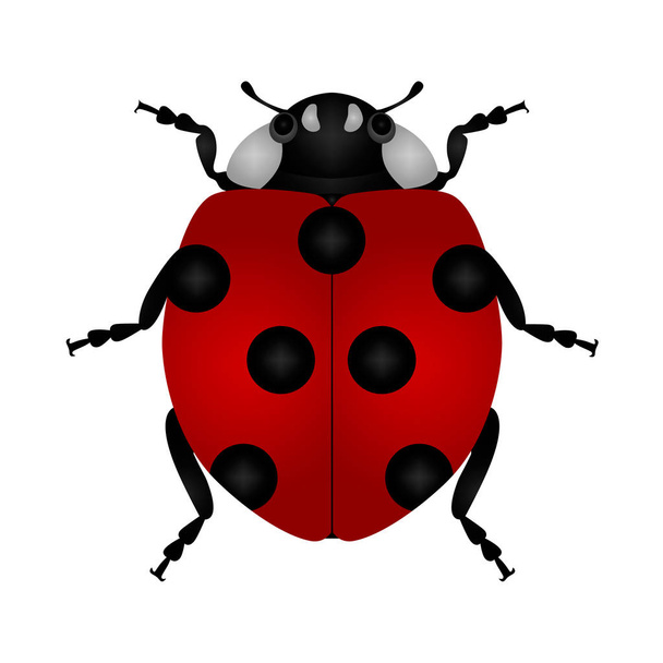 ladybug in vector on white background - Vetor, Imagem