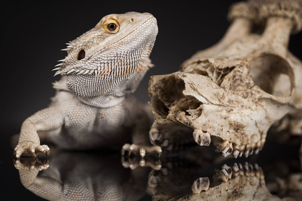 Hayvan kafatası ile Agama kertenkele - Fotoğraf, Görsel