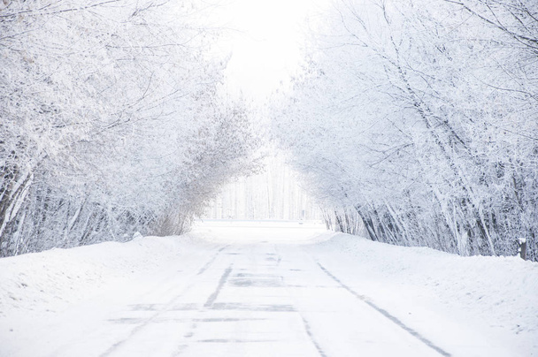Zimą rosyjski Las snow droga - Zdjęcie, obraz