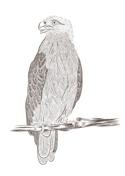 vector eagle sitting on branch in contour - Vector, Imagen