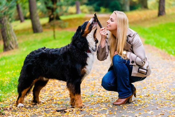 Женщина и собака в получении палку игры
 - Фото, изображение