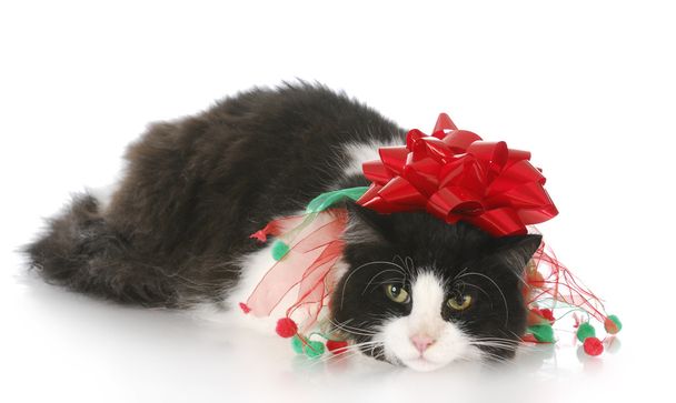 christmas cat - Photo, Image