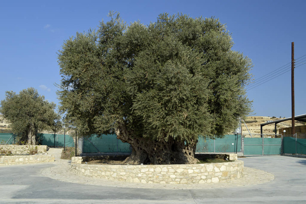 starý olivovník. - Fotografie, Obrázek