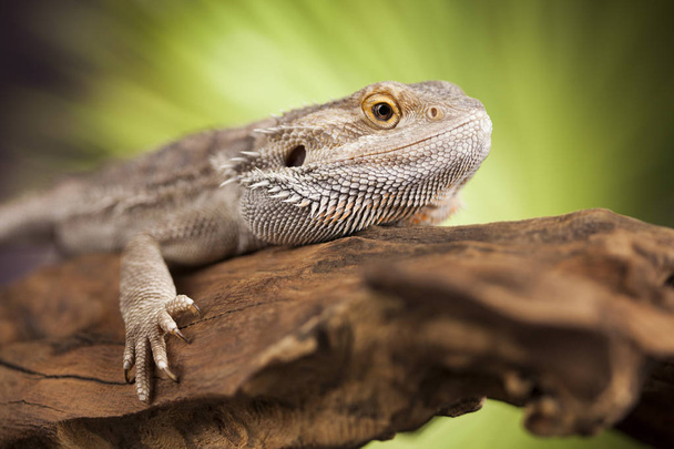 Lagarto de dragão Agama
 - Foto, Imagem