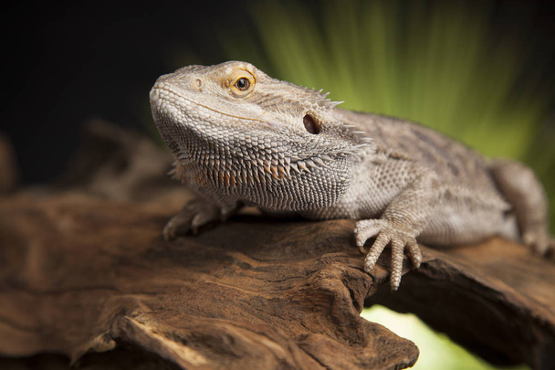 Animal Lizard, Bearded Dragon - Foto, afbeelding
