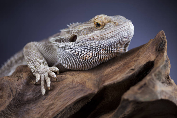 Ящерица бородатый дракон, Агама
 - Фото, изображение