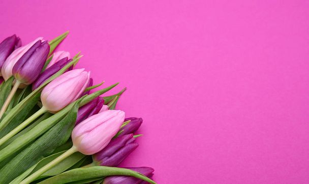 Spring tulips on a pink background - Photo, Image