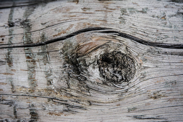 very old wood tree  - Фото, изображение