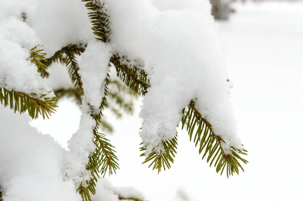 Branche verte de sapin sous le bonnet de neige. Paysage hivernal
. - Photo, image