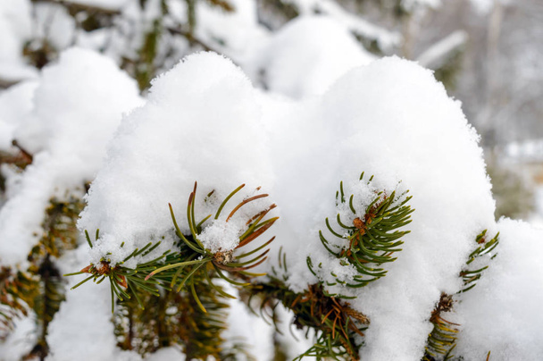Зеленая ветка ели под снежной шапкой. Зимний пейзаж
. - Фото, изображение