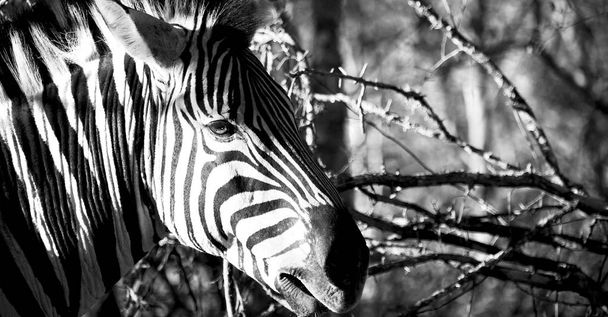   в Южной Африке заповедник и зебра
 - Фото, изображение