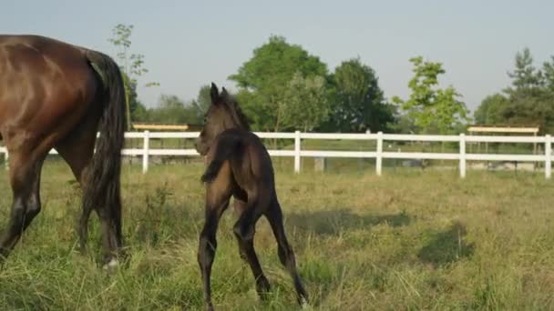 CERRAR: Dulce bebé carbón siguiendo a su madre en el rancho de caballos
 - Metraje, vídeo