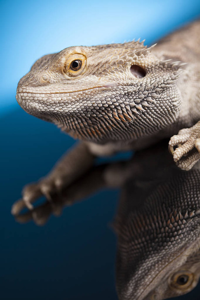 gyík szakállas sárkány - Fotó, kép