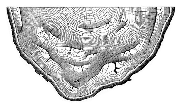 Sunbu により多くのスロットを提示入木の断面図 - 写真・画像