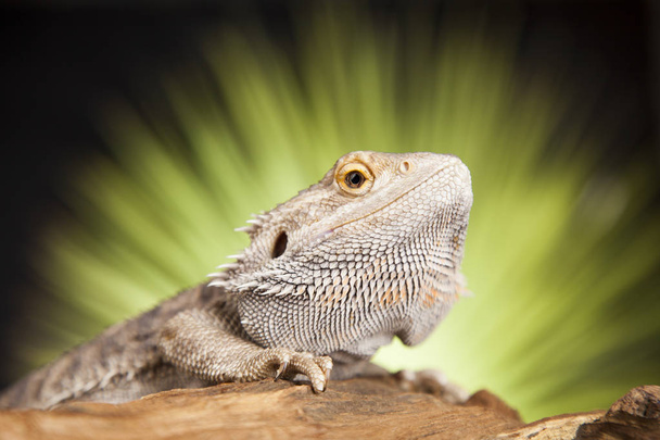 Dierlijke hagedis, Bearded Dragon - Foto, afbeelding
