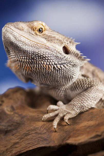 Бородатий AGAMA ящірка
  - Фото, зображення
