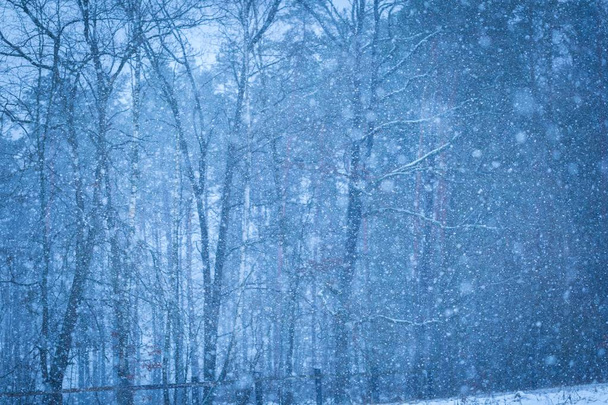 Zbliżenie z padającego śniegu na tle lasu płatków - Zdjęcie, obraz