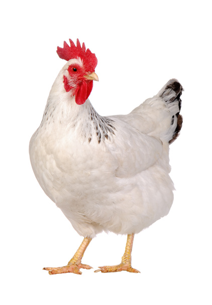 Chicken isolated on white. - Photo, Image