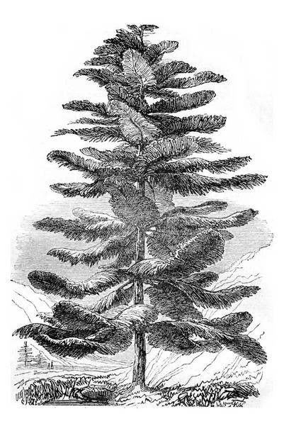 Araucaria excelsa ou Pine Island Norfolk, gravure vintage
. - Photo, image