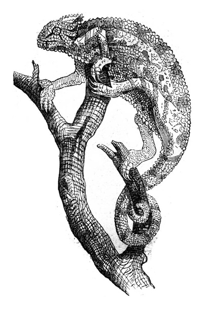 Chameleon, vintage engraving. - Photo, Image