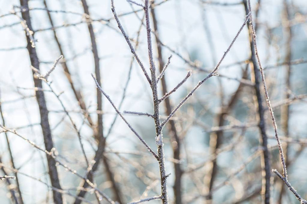 Winter tree branches with rime - Photo, Image