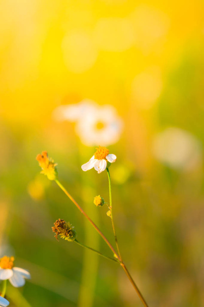 Flor de hierba causa los síntomas alérgicos
 - Foto, Imagen