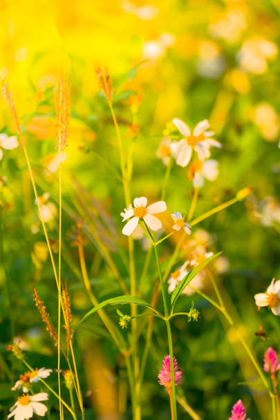 Flor de hierba causa los síntomas alérgicos
 - Foto, Imagen