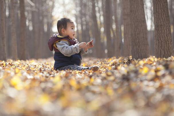 Китайського хлопчика, граючи в лісі гінкго - Фото, зображення