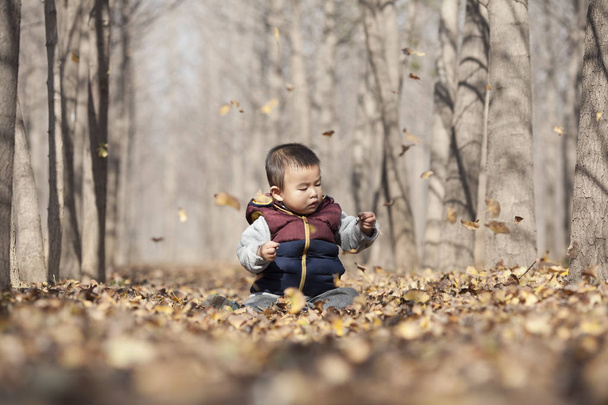 Chinese baby boy playing in ginkgo woods - Фото, зображення
