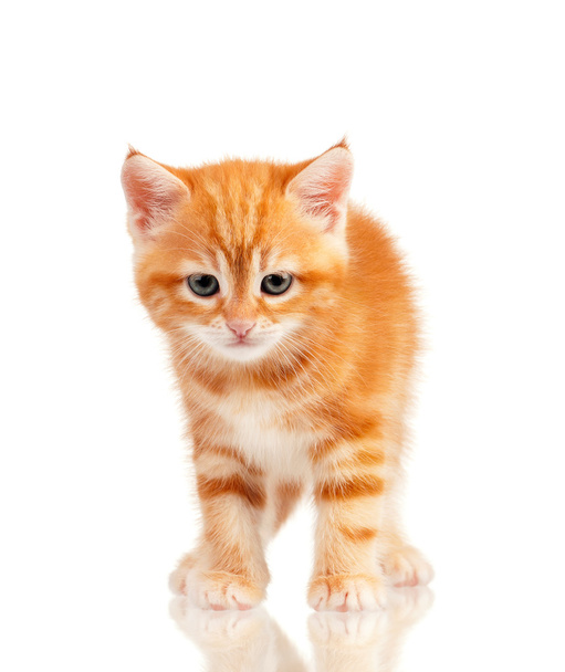 rode kitten - Foto, afbeelding