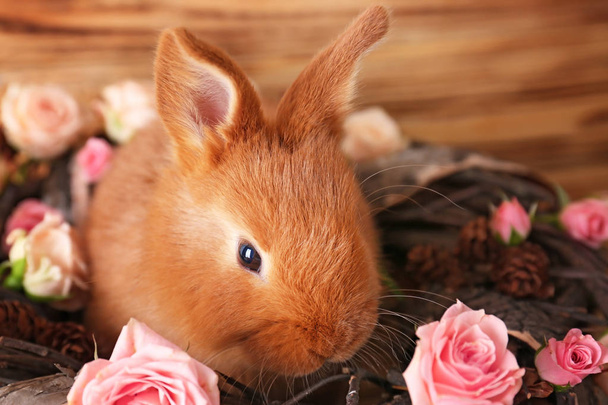 Cute funny rabbit - Фото, изображение
