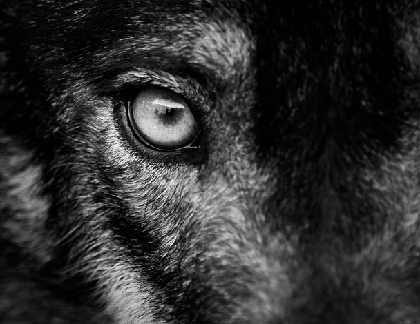 Göz İber kurt (Canis lupus signatus) - Fotoğraf, Görsel