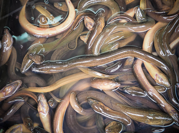 Anguille lunghe vendute sul mercato
  - Foto, immagini