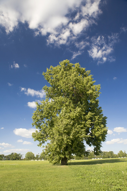 Green tree on the lawn - Valokuva, kuva