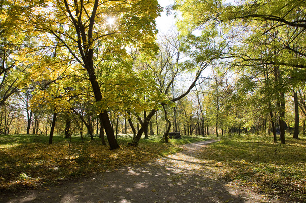 Park landscape. Autumn. - Foto, imagen
