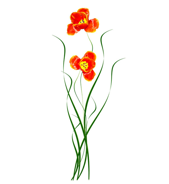 весенние цветы тюльпаны изолированы на белом фоне.  - Фото, изображение