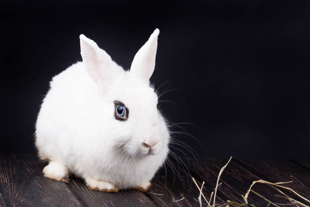White rabbit on wood desk and easter egg - Foto, Imagen