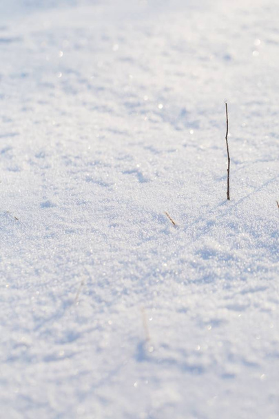 Bitkiler kış kar arka plan kar ile kaplı - Fotoğraf, Görsel