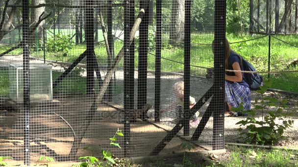 Madre con niña pequeña cerca de la jaula del hurón en el jardín zoológico
 - Metraje, vídeo