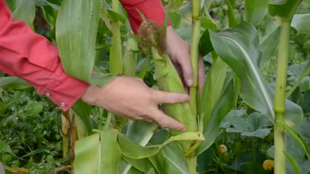 Bauer pflückt frischen Maiskolben auf Feld - Filmmaterial, Video