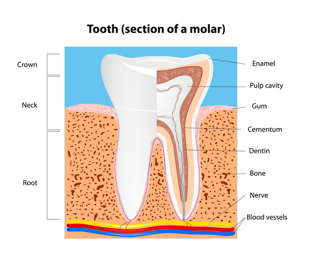 Structure dentaire humaine. Vecteur
 - Vecteur, image