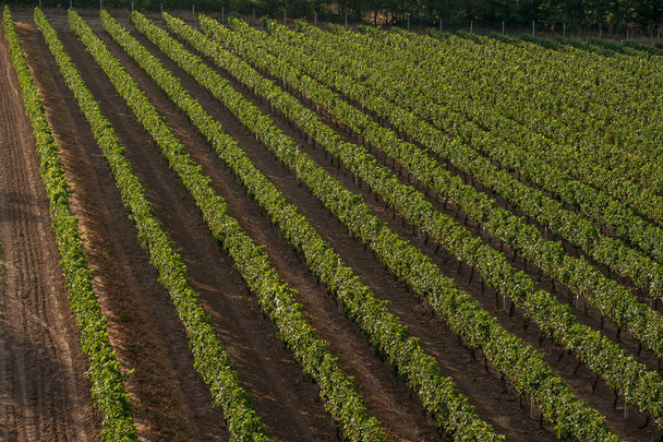panoraamanäkymät viinitarhoille
 - Valokuva, kuva