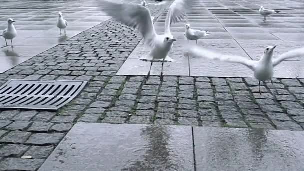 Seagulls flocking and fighting for food - Footage, Video