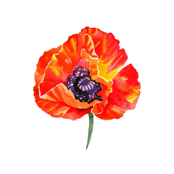 ケシの花の水彩イラスト。グリーティング カードや招待状に最適 - 写真・画像