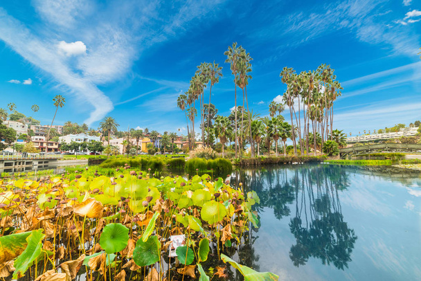 Parco Eco a Los Angeles
 - Foto, immagini