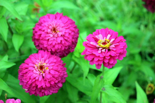 květiny v zahradě - Fotografie, Obrázek