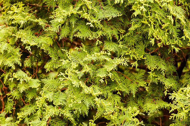 Thuja tree with thick branches, note shallow depth of field - Photo, Image