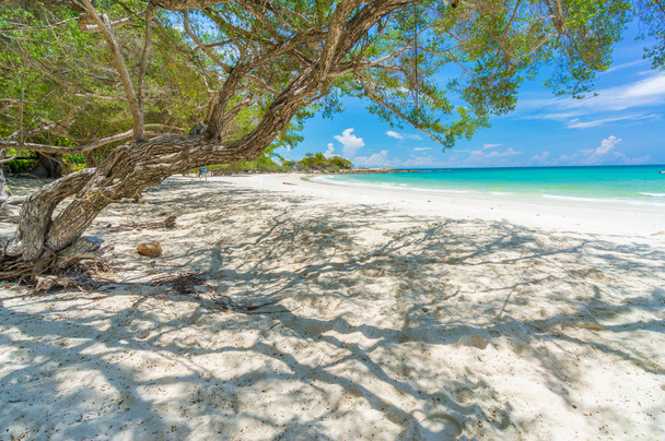 Árvore velha na praia branca, ilha de Samed, Tailândia
 - Foto, Imagem