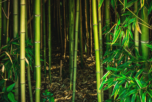 bamboe groen bos natuur - Foto, afbeelding