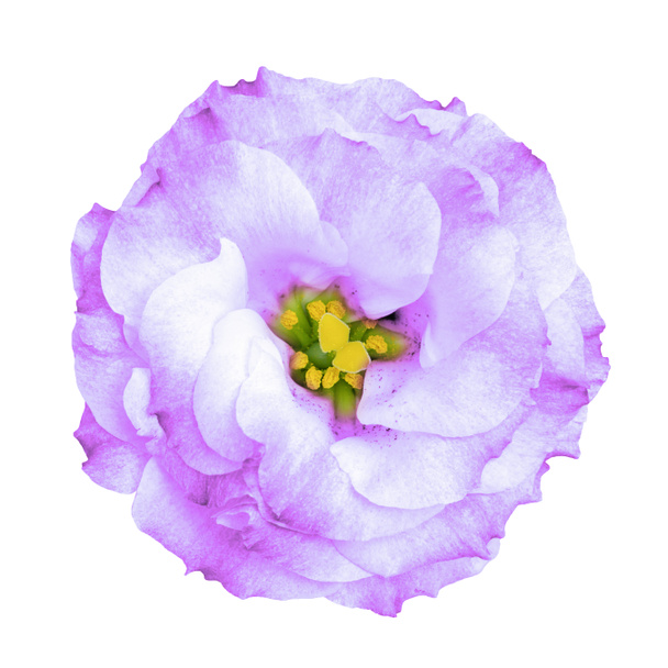 Surrealista flor de rosa violeta aislado en blanco
 - Foto, Imagen